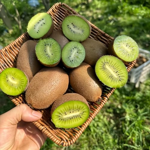 10 pcs kiwibeeren samen winterhart, säulenobstbäume, bonsai samen,kiwibeere kiwi pflanze pflanzen winterhart, samen hochbeet obstbäume kaufen, grünpflanzen zimmerpflanzen säulen obstbäume,