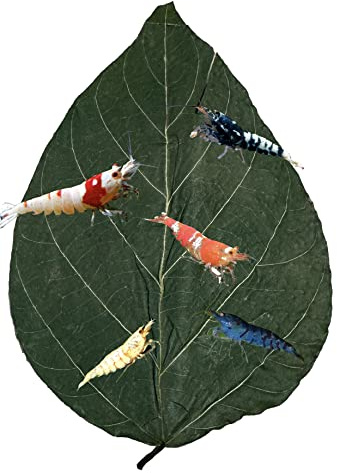 Awesome Aquatic Dadap Leaves Premium Leaf Food for Shrimp Crayfish Crabs Snails Ancistrus and More High Calcium/Protein Levels with Essential Vitamins Minerals Amino Acids Trace Elements (Dadap 10 Pk)