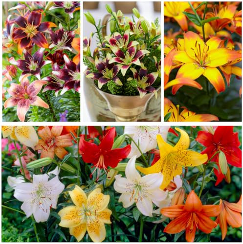 Asiatische Lilien Zwiebeln Frühlingstraum Kollektion - Packung mit 15 Winterharte Zwiebeln in 5 Sorten/Farben - Lilienzwiebeln Mischung aus Holland zum Garten-Pflanzen (große Knollen - kein Samen)
