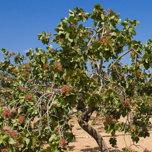 Semillas de pistacho para plantar. Comprar semillas de pistacho Semillas de pistacho vera, semillas de arboles bonsais plantas de jardín, variedades antiguas Plantas resistentes para 5pcs