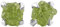 Starborn Roh Peridot Olivin Edelstein Ohrstecker 925 Sterling Silber