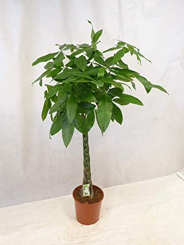 [Palmenlager] - Pachira aquatica 160 cm - Topf 27 cm Ø - Glückskastanie/Zimmerpflanze