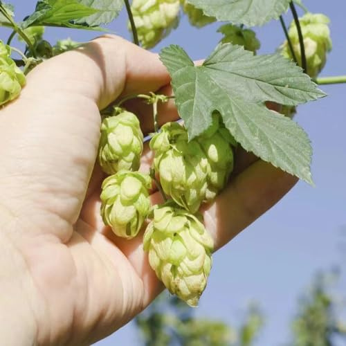 hopfen, kletterhopfen - seltene green wall deko vine gartenpflanzen lianen dekoration dschungel gewächshaus balkon küchenkräuter hängepflanzen zaun deko vines kräuterbeet 225samen