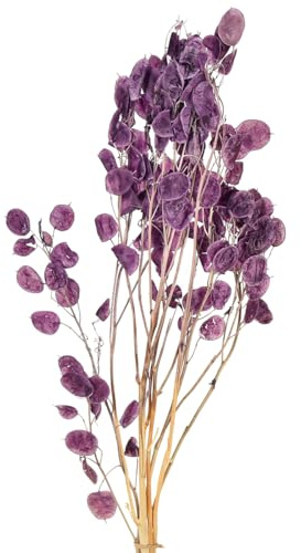 Silberblatt Lila getrocknet Lunaria Mondviole 65-70cm