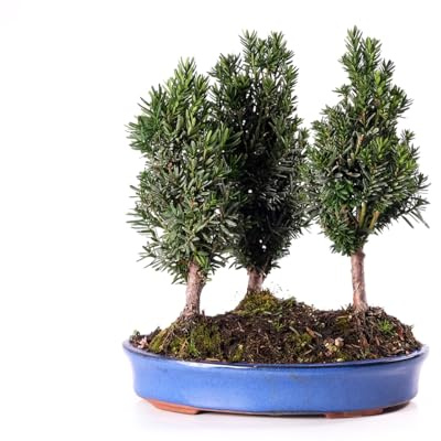 KENTIS – Japanische Eibe (Taxus cuspidata) Bonsai – Eiben-Bonsai – Echte Zimmerpflanze (Bonsai Taxus Cuspidata, 3 Pflanzen im Topf, 30 cm)