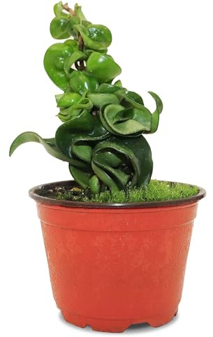 California Tropicals Live Hindu Rope Hoya Carnosa - Unique Indoor House Plant Gift Idea for Home Decor, Potted in a 4 Inch Pot Perfect for Beginners, Patio, Living Room, Office & Outdoor Gardening