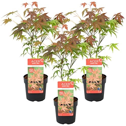 Lot de 3 - Acer palmatum 'Atropurpureum' - Érable japonais - Arbuste rustique - ⌀13 cm - 25-35 cm