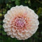3 pcs Dahlien Knollen Winterhart Balkonpflanzen Winterhart Urban Gardening Dahlia pinnata Blumenzwiebel Bodendecker Winterhart Hochbeet Balkon PflanztöPfe Blumenzwiebeln FrüHblüHer