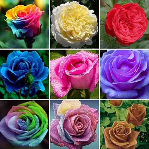 Portal Cool 03: 100 Stücke Die Mountain Rose Aeonium Greenovia Samen Sukkulente Blumen Samen Bt