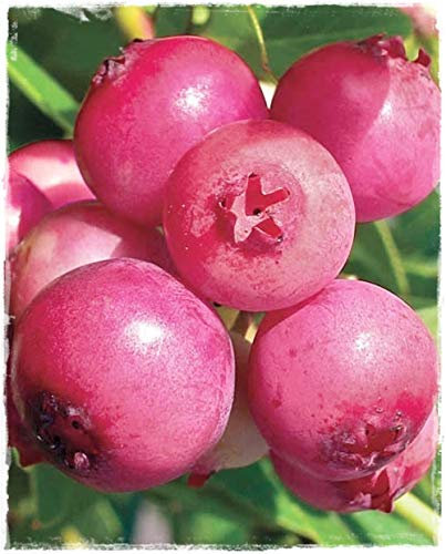 Planta de arándano rosa Vaccinium Corymbosum 'Pink Lemonade' en maceta Ø 14 cm h 50 cm
