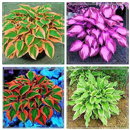 Hosta zwiebeln–Winterhart Mehrjährig Hosta Pflanze Funkien Knollen Funkien Zwiebeln Hosta Pflanze Winterhart Funkien Pflanze Winterhart Funkien Rhizome Funkien Kaufen Gartenblumen-4zwiebeln-a