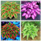 Hosta zwiebeln–Winterhart Mehrjährig Hosta Pflanze Funkien Knollen Funkien Zwiebeln Hosta Pflanze Winterhart Funkien Pflanze Winterhart Funkien Rhizome Funkien Kaufen Gartenblumen-4zwiebeln-a