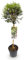 GreenboutiQ Ligustrum delavayanum Plante de jardin, plantes tribales, plantes de terrasse, à feuilles persistantes, peu d'entretien, pot de 19 cm, hauteur 90 cm