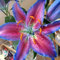 Lilien zwiebeln, Tigerlilie, winterharte mehrjährige Lilie, Lilienmischung, Orientalische Lilie, ausgewählte Zwiebeln, frischer Duft, selten-2zwiebeln-A