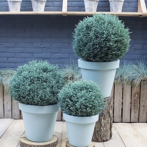 Plant theory Blue Moon Sawara Cypress Conifer Bush Chamaecyparis Pisifera Evergreen 3L Pot