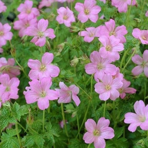 6x Géranium vivace d'Endress - Geranium endressi ‘Wargrave Pink’ - Godet 9x9cm