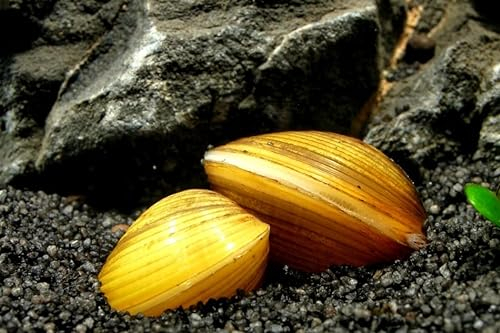 Garnelen Tom Goldene Körbchenmuschel, 10 Stück
