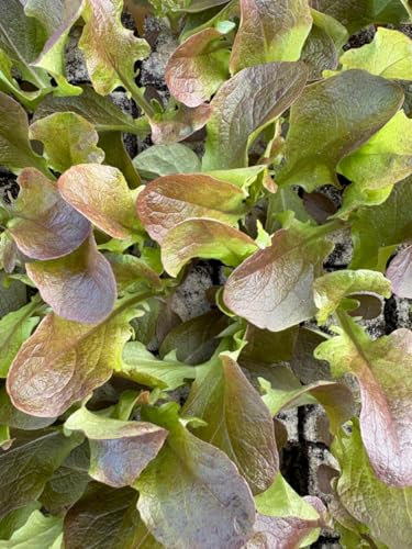 Eichblattsalat rot, 10 Salat Jungpflanzen, Pflücksalat Eichenlaubsalat, Lactuca sativa var. acephala