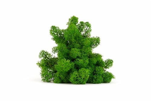 Konserviertes Rentiermoos (Flechte) – Stabilisiertes Moos für Wanddeko, DIY & Floristik – Naturgrün (Nature Green, 1 kg)