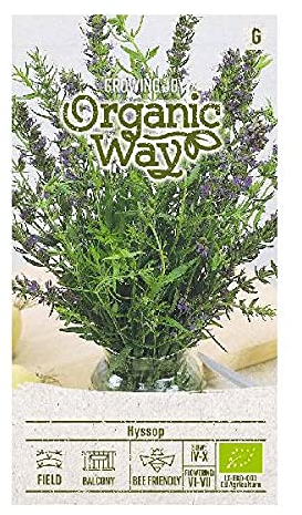 Organic Way | HEILKRAUT YSOP samen | Pflanzesesamen | Dekorations Pflanze | Gewürze, Heil, Holzpflanzen Pflanze | 1 Pack