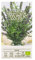 Organic Way | HEILKRAUT YSOP samen | Pflanzesesamen | Dekorations Pflanze | Gewürze, Heil, Holzpflanzen Pflanze | 1 Pack