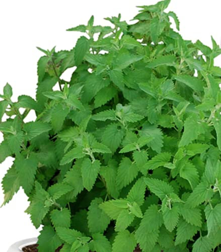50 Seeds of Catnip Gardens & Pots Aromatic Bush Plants UK Nepeta Cataria Catmint