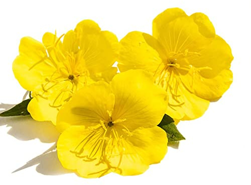 nachtkerze samen bio - nachtkerzen saatgut - Oenothera biennis - Seltene Pflanzen serie - bonsai samen flowers zimmerpflanzen wenig lichtbedarf deko pflanzen 350 Stück