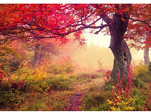 Runa Art Fototapeten 396 x 280 cm Herbst Wald - Vlies Wanddekoration Wohnzimmer Schlafzimmer - Deutsche Manufaktur - Braun Orange Rot 9079012a