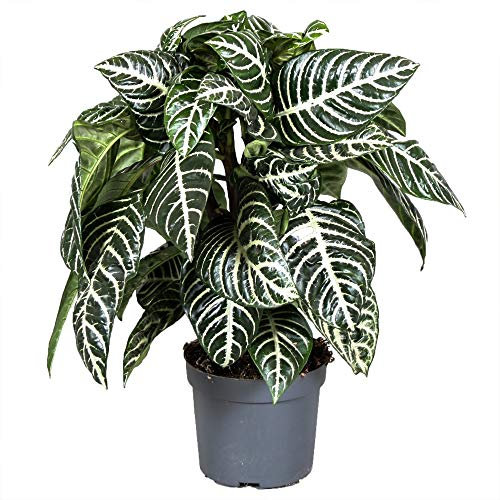 Aphelandra squarrosa |Pianta Zebra Verde per la Casa o Ufficio (25-35cm)