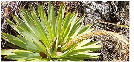 Stk - 10x Agave kavandivi Agaven Garten Pflanzen - Samen ID694 - Seeds & Plants Shop by Ipsa