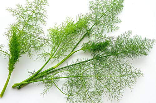 250 Graines d'Aneth - plante aromatique - légumes jardin potager - semences paysannes reproductibles - SemiSauvage
