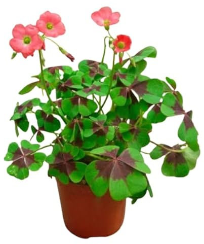 Trébol Cuatro Hojas Natural una Planta Inagotable de Suerte