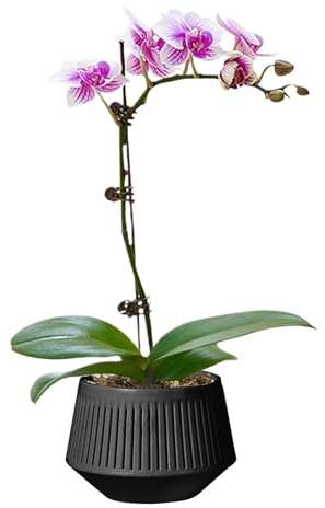 Ruwshuuk Macetas ranuradas para orquídeas, Contenedor de orquídeas de Doble Capa, Control de Humedad Transpirable para Plantas vivas de Interior y vivero