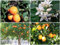 Freddo-resistente Arancio amaro/marmellata di arance Albero (Citrus aurantium) - 25 semi