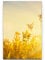 Eau Zone Wandbild auf Leinwand 90x60cm goldene Wiese im Abendlicht