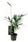 Fargesia Robusta Pingwu Bambus, ca. 30 cm – Winterhart, Immergrün, Ideal als Sichtschutz für Garten & Terrasse