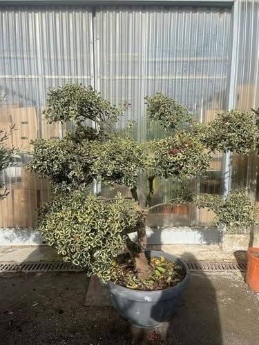 Planta Acebo Ilex Abigarrado Pompón Tazón (Foto Real) H.150/160
