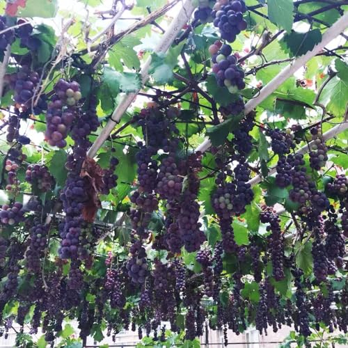 25 pcs weinreben bio samen - obst frisch pflanztopf winterharte stauden mehrjährig,trauben kernlos,weintrauben pflanzen,Vitis vinifera, bonsai tree indoor garten geschenk pflanzendeko