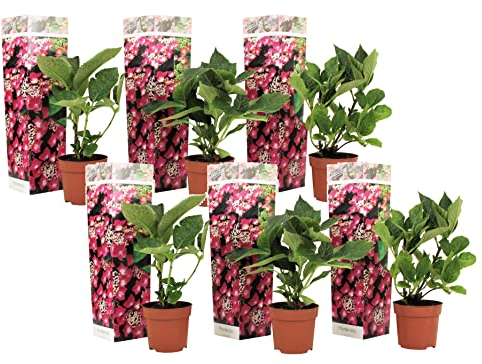 Plant in a Box - Plato de hortensias - Set de 6 - Rosa - Hortensia de jardín - Maceta 9cm - Altura 25-40cm