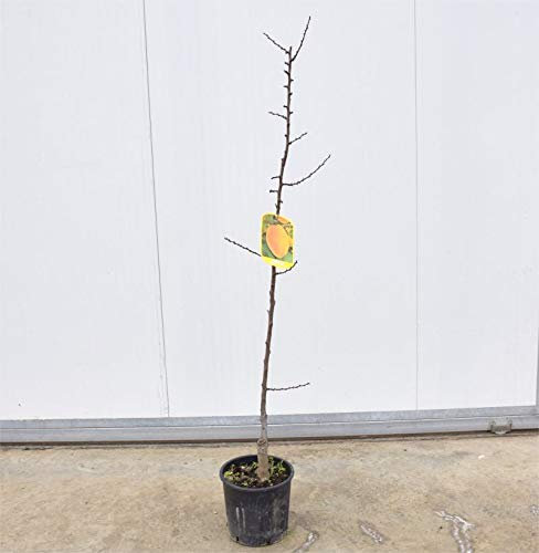 Albero di Albicocco Reale d'Imola 3 Anni