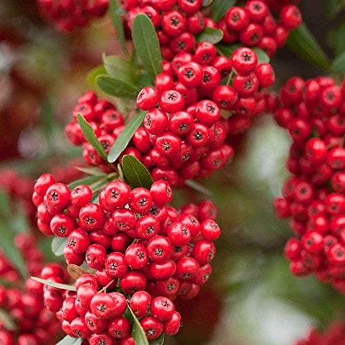 Pyracantha 'Red Column' Plant - Firethorn 'Red Column' Evergreen Around 20cm