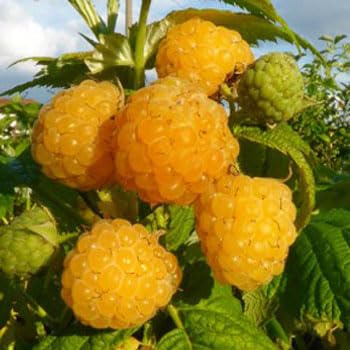 LAMPONE GIALLO RIFIORENTE  ALL GOLD® 100% BIOLOGICO (1 pianta)