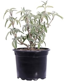 eGarden.store - Pianta vera di Phlomis Fruticosa o Salvione Giallo o Salvia di Gerusalemme diverse grandezze - Arbusto ornamentale a fiore giallo da coltivare all'esterno (Vaso 17 cm)