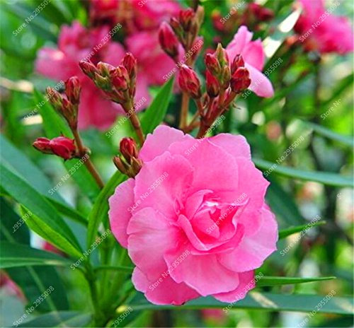 110pcs / bag exótico de adelfa Semillas de plantas al aire libre con Encanto Balcón Patio Bonsai Blooming decorativas para Tiesto