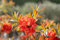 Rhododendron luteum 'Fireball' 30-40 cm - Azalee, leuchtend rote Blüten, Blütezeit Mai-Juni, ideal für Rabatten, bienenfreundlich, winterhart