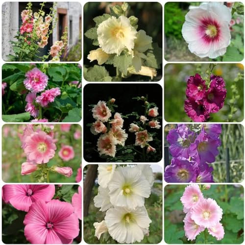 500 piezas de semillas de malva, perenne resistente, pequeños obsequios, regalo de jardín de hierbas, pasto, malvarrosa, Althaea rosea, regalo de flores, decoración de plantas,