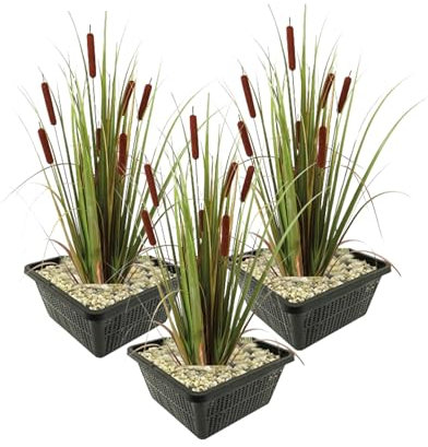 vdvelde.com - Große Rohrkolbe - 12 Stück - 3 Teichkörbe - Typha Latifolia rohrkolben - - Wasserpflanze- Ausgewachsene Höhe: 120 cm- Platzierung: -1 bis -20 cm