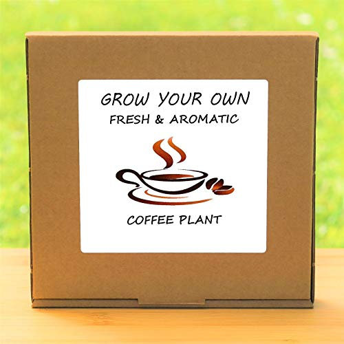 Züchten Sie Ihre eigene Kaffeepflanze im Set – Coperta Davanzale Giardinaggio Geschenkset