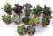 Pungilandia Set N. 12 piante grasse in vaso cm. 5,5 senza spine