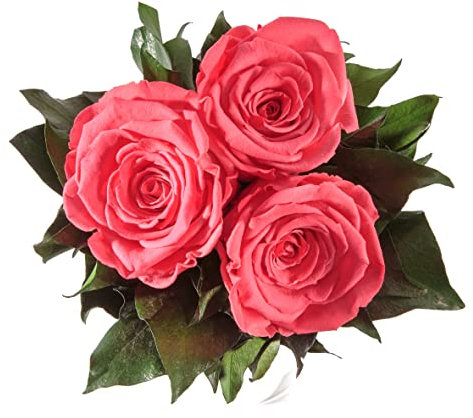 ROSEMARIE SCHULZ Heidelberg Infinity Blumenstrauß echte konservierte Rosen Lange haltbar bis zu 3 Jahre (3 Rosen, Korall)